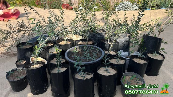 توريد وغرس شتلات زيتون مثمرة بالرياض