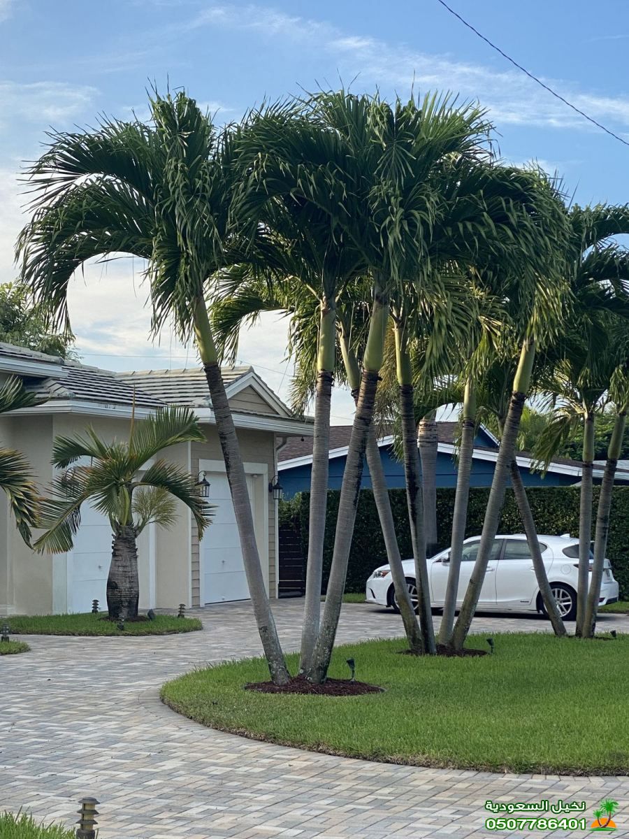 أحدث حلول زراعة النخيل الفاخر بطابع سعودي أصيل وعصري