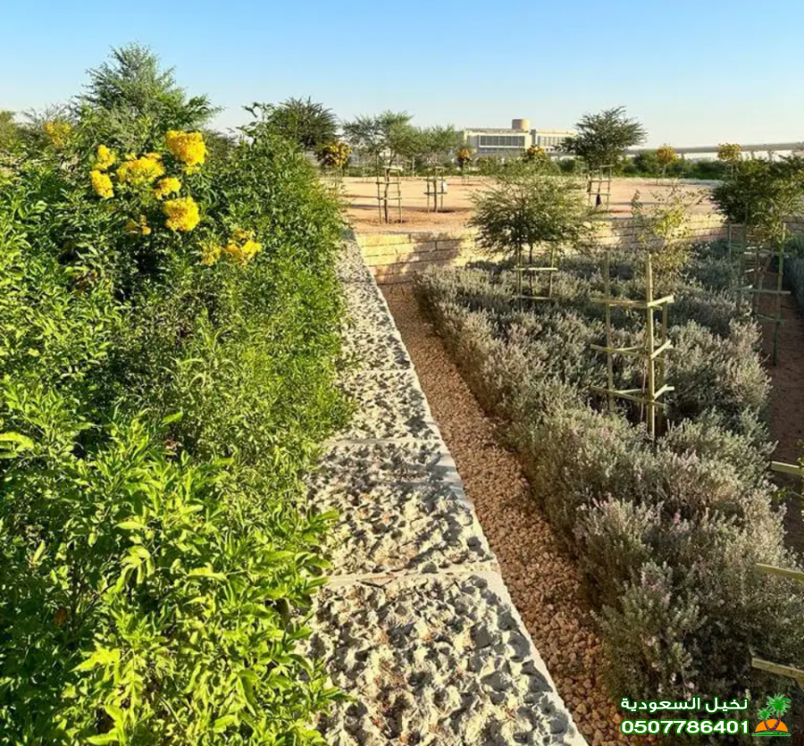 فلاحين سدر وزيتون بالرياض زراعة ورعاية احترافية بأحدث الأساليب