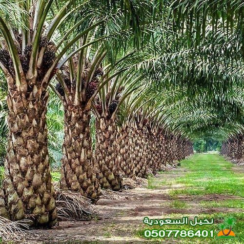 توريد شتلات نخيل عالية الجودة بالرياض – سكري، برحي، مجدول وزينة