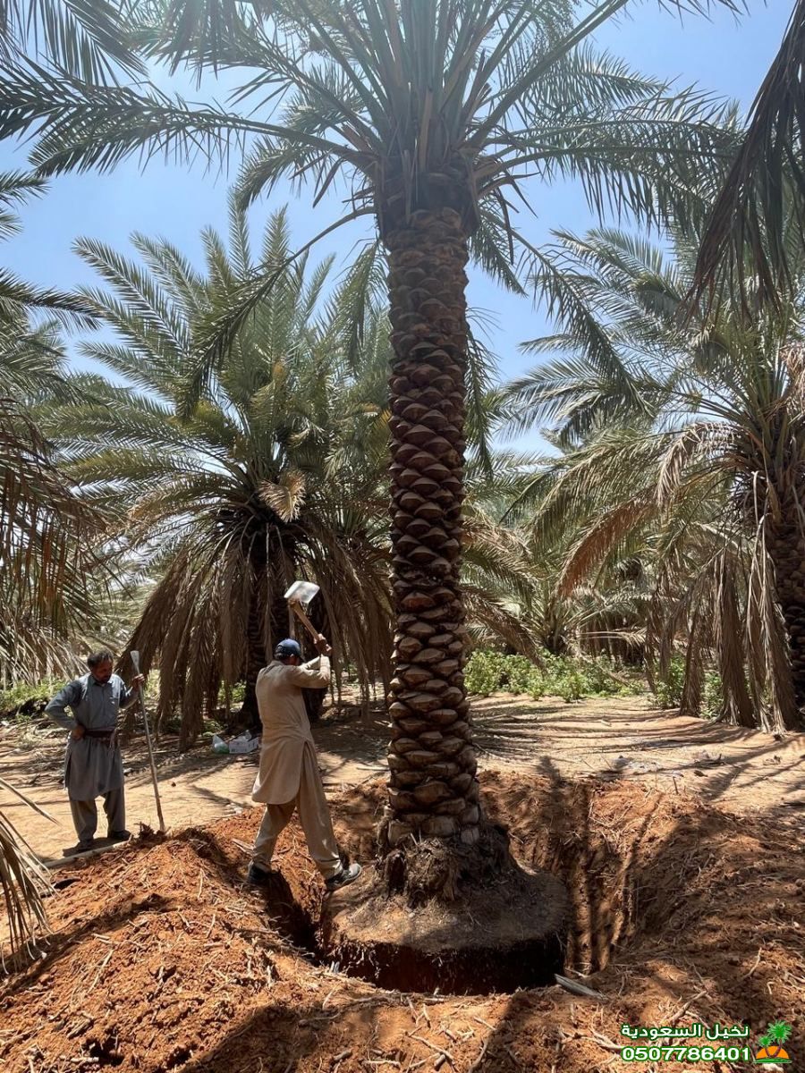 مقاول نخيل ومسطحات خضراء بالرياض – جودة تنفيذ وضمان طويل